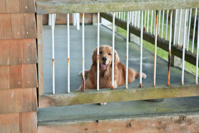 Friendly Hallmark Resort Neighbor