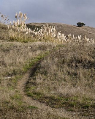 Pampass grass trail