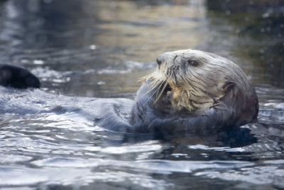 Sea Otter at the Monterey Aquarium