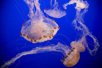 Jellies at the Monterey Aquarium