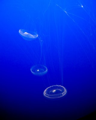 Crystal jellyfish