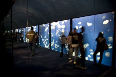 Jellyfish tunnel with mirrors