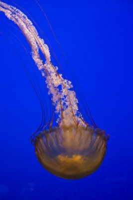 See-through jellyfish