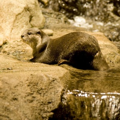 Wild about river otters.....