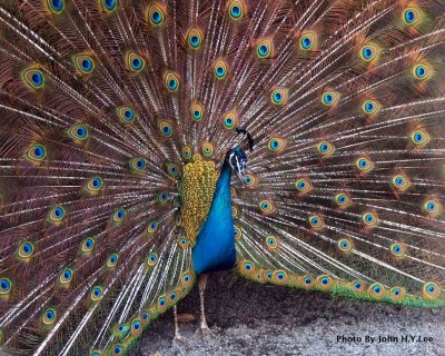 Peacock Garden