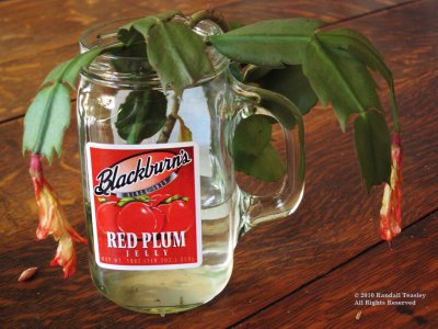 Blackburns-Jelly-jar-with-Christmas-Cactus