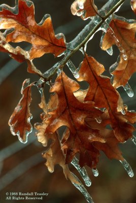 Ice-covered-oak-leaves