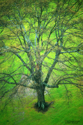 Spreading-Oak-Spring--Rain