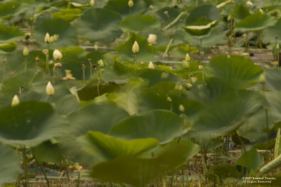 Storm-Tossed-Water-Lilies