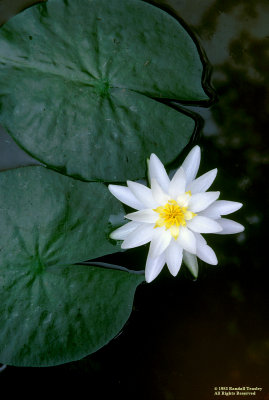 Water-Lily-Pearl-River