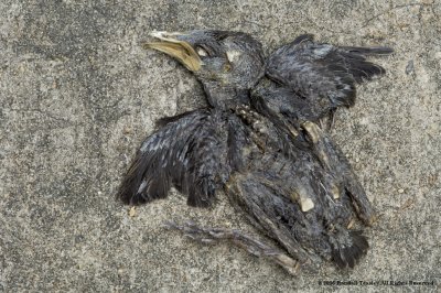 Dead-Starling-chick