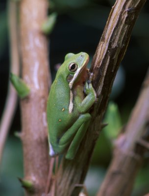 tree_frogs