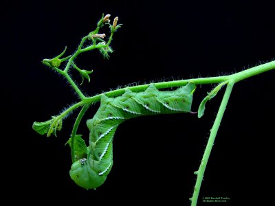 manduca sextus-caterpillar