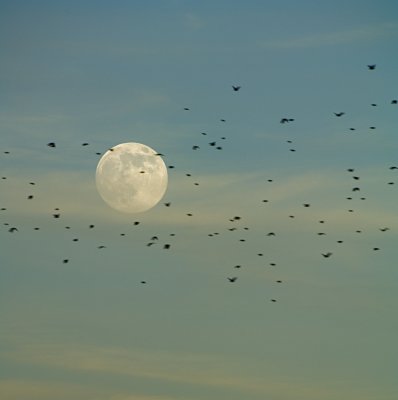 Moonrise-Blackbirds11-07