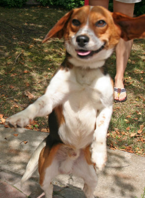 Wally dancing