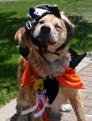 Paws in the Park okay enough