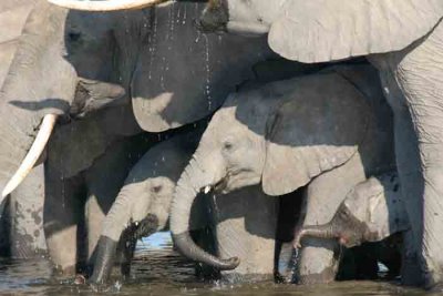 Botswana-Elephant family drinking-1.jpg