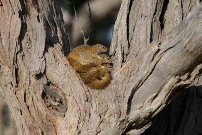 Botswana-Triple Squirrels-1.jpg