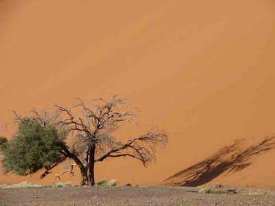 Namibia-Lone Acacia-1.jpg