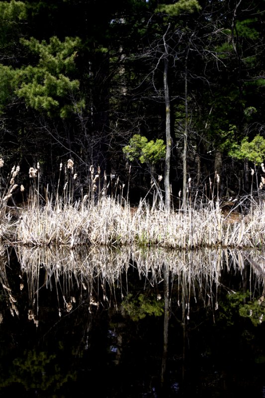 Reflet bois - GD_IGP6068-1.JPG