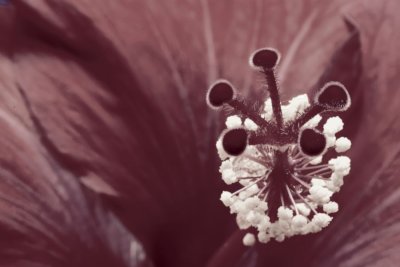 Hibiscus trange