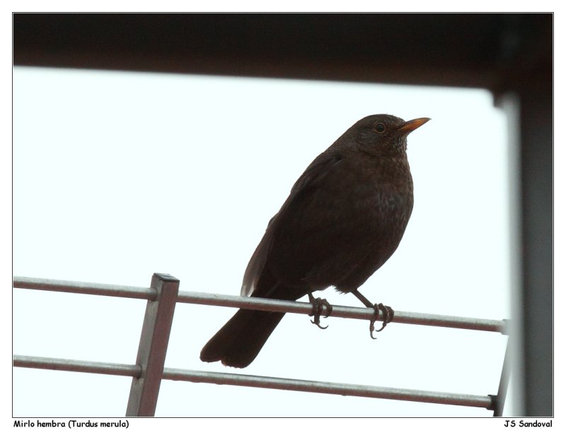 Mirlo comn hembra (Turdus merula)