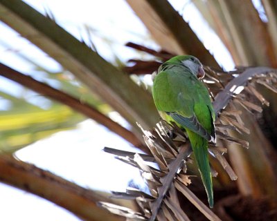 Cotorra argentina (Myiopsitta monachus)