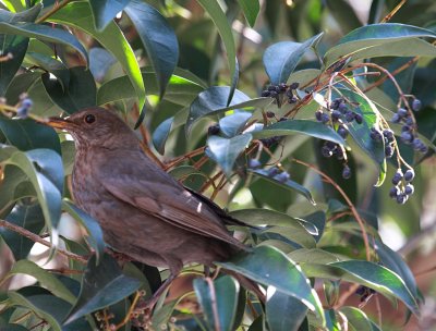 Mirlo comn (Turdus merula) hembra