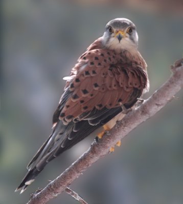 Cerncalo vulgar (Falco tinnunculus)