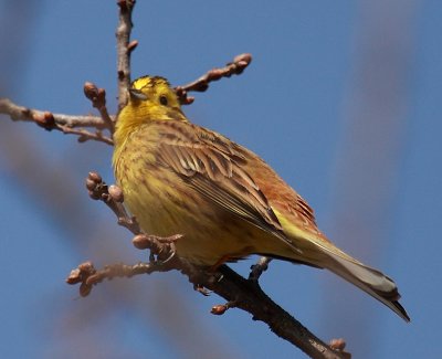 Escribano cerillo (Emberiza citrinella)