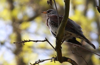 Zorzal Real (Turdus pilaris)