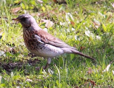 Zorzal Real (Turdus pilaris)