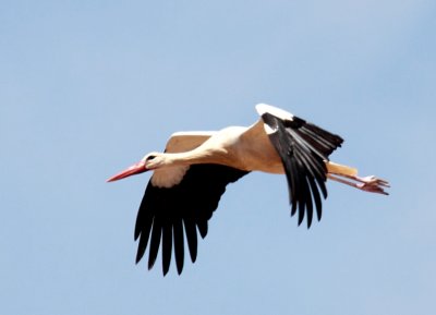 Ciguea comn (Ciconia ciconia)