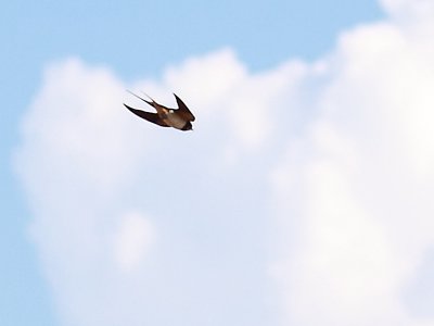 Golondrina común (Hirundo rustica)