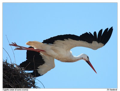 White Stork (Zaidín, Huesca, Spain)