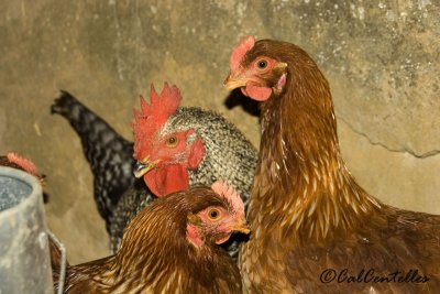 Hens and cockerel