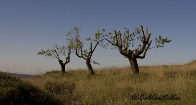 Almond trees