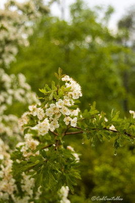 g3/54/901054/3/125419174.OKVxmWb9.jpg