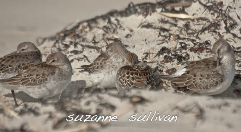 white-rumped sandpipers plum island