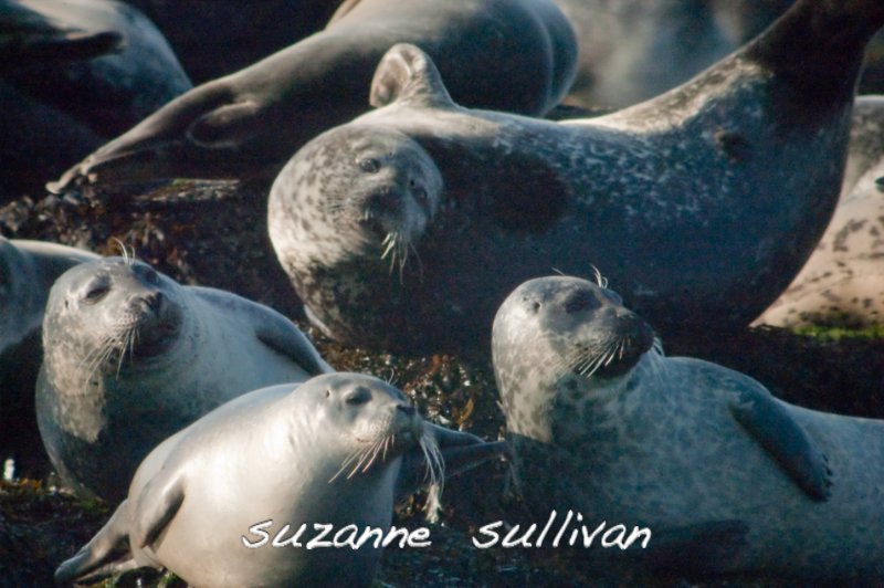 harbor seals salisbury ma