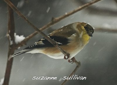 male goldfinch wilmington.jpg