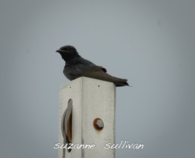 purple martin plum island.jpg