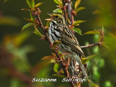 singin savannah plum island.jpg