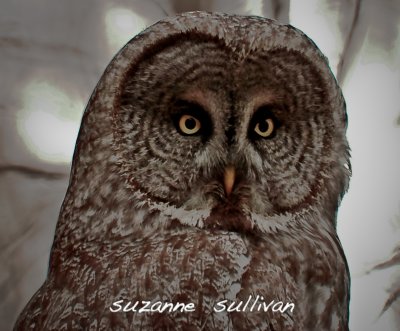 great gray owl Durham N.H.