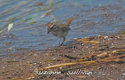 funky looking song sparrow plum island