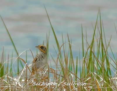 saltmarsh sharp-tailed sparrow plum island
