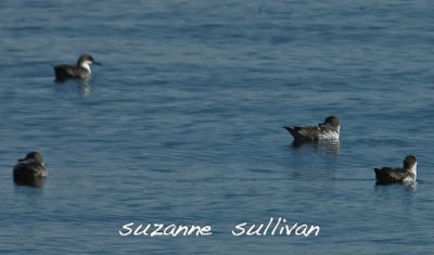 greater shearwaters