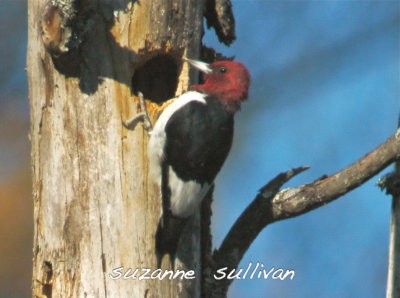 red-headed woodpecker