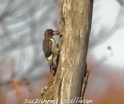 imm. red-headed woodpecker