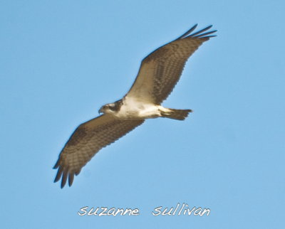 osprey plum island